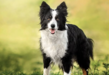 Ras Anjing Terpintar Saat Ini: Temukan Anjing dengan Kemampuan Luar Biasa